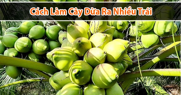 Cách làm cho dừa ra trái nhiều, phát triển khỏe mạnh
