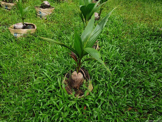 Cách làm cho dừa ra trái nhiều, phát triển khỏe mạnh