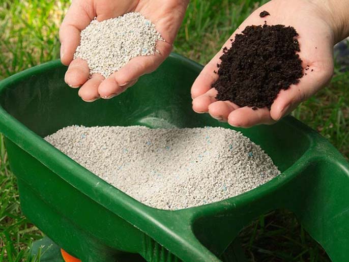 Cách làm cho dừa ra trái nhiều, phát triển khỏe mạnh