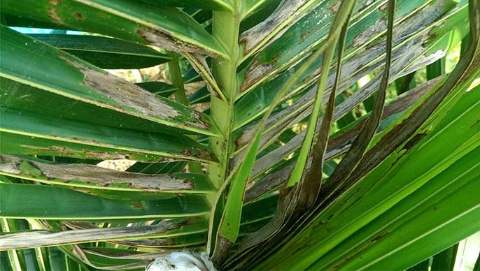 Cách làm cho dừa ra trái nhiều, phát triển khỏe mạnh