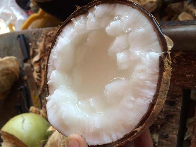 Dừa sáp là dừa gì? Cách ăn dừa sáp đúng chuẩn miền Tây
