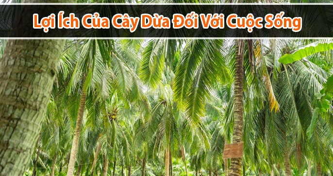 Lợi ích của cây dừa đối với cuộc sống chúng ta hiện nay