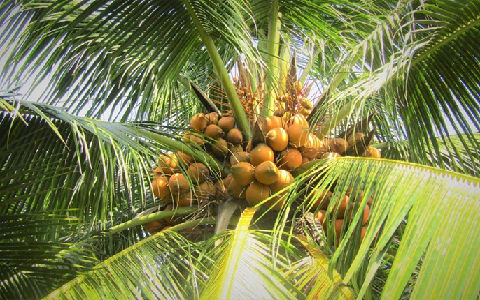 Lợi ích của cây dừa đối với cuộc sống chúng ta hiện nay