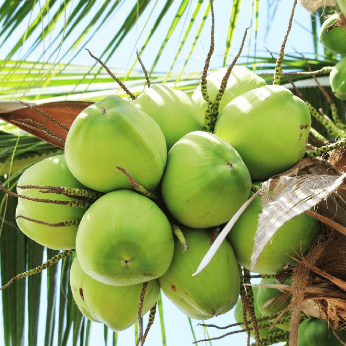 Mách bạn top 5 loại dừa ngon tại Bến Tre