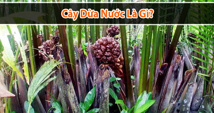 Cây dừa nước là gì? Quả dừa nước ăn có tốt không?