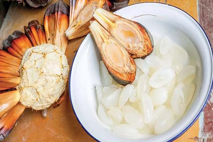 Cây dừa nước là gì? Quả dừa nước ăn có tốt không?