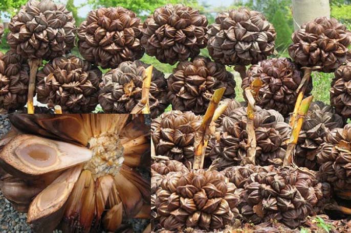 Cây dừa nước là gì? Quả dừa nước ăn có tốt không?