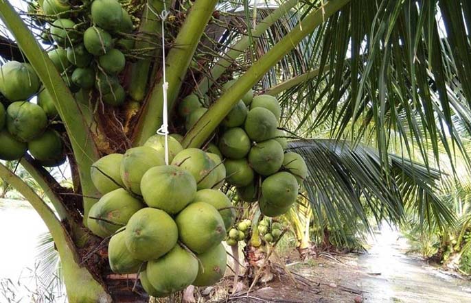 Dừa dâu là gì? Tất tần tật thông tin về dừa dâu