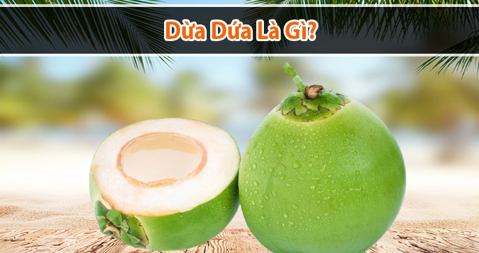 Dừa dứa là gì? Tần tần tật những thông tin về dừa dứa