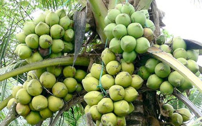 Dừa dứa là gì? Tần tần tật những thông tin về dừa dứa