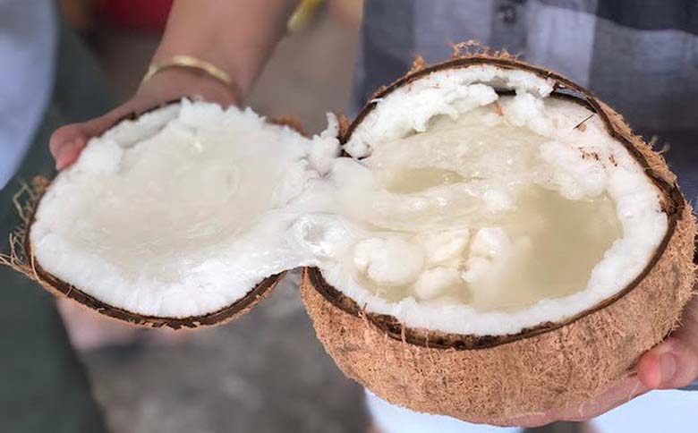 Dừa sáp Bến Tre giá bao nhiêu? Bán ở đâu?