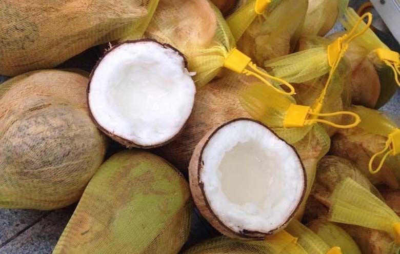 Dừa sáp Bến Tre giá bao nhiêu? Bán ở đâu?