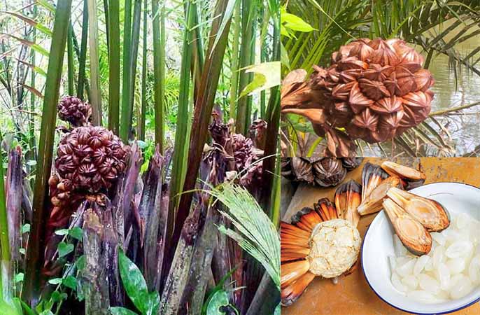 Cách lựa lá dừa nước lợp nhà vừa đẹp vừa chắc chắn