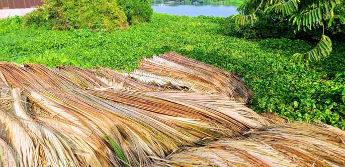 Cách lựa lá dừa nước lợp nhà vừa đẹp vừa chắc chắn