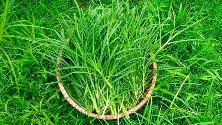Uống nước cỏ mần trầu có tác dụng gì đối với sức khỏe?