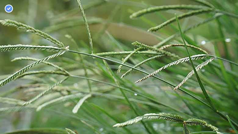 Uống nước cỏ mần trầu có tác dụng gì đối với sức khỏe?