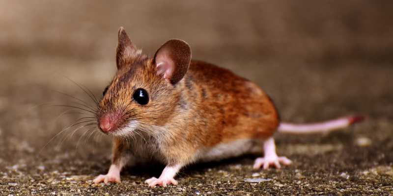 Mơ Thấy Chuột Đánh Số Gì Nhận Tài Lộc Hấp Dẫn?