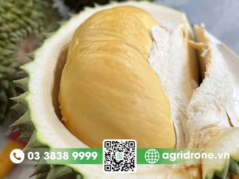 Agridrone hướng dẫn cách trồng và chăm sóc sầu riêng Black Thorn 