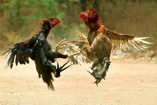 Đá gà là gì? Tìm hiểu chi tiết về bộ môn giải trí truyền thống