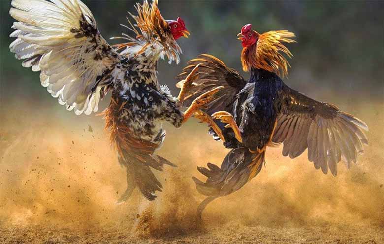 Đá gà là gì? Tìm hiểu chi tiết về bộ môn giải trí truyền thống 
