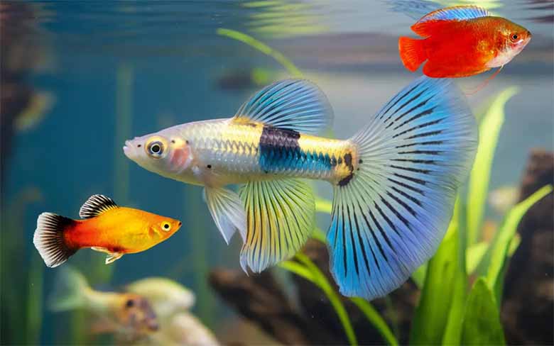 Mơ thấy cá đánh con gì? Giải mã điềm tốt xấu 