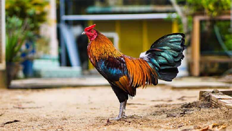 Gà đá ăn gì để khỏe mạnh và chiến đấu bền bỉ? 