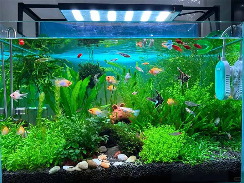 Top cá cảnh thủy sinh đẹp, dễ nuôi và phù hợp mọi hồ cá
