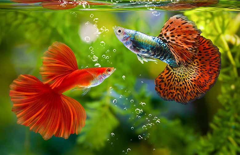 Top cá cảnh thủy sinh đẹp, dễ nuôi và phù hợp mọi hồ cá

