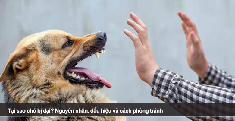 Tại sao chó bị dại? Nguyên nhân, dấu hiệu và cách phòng tránh 